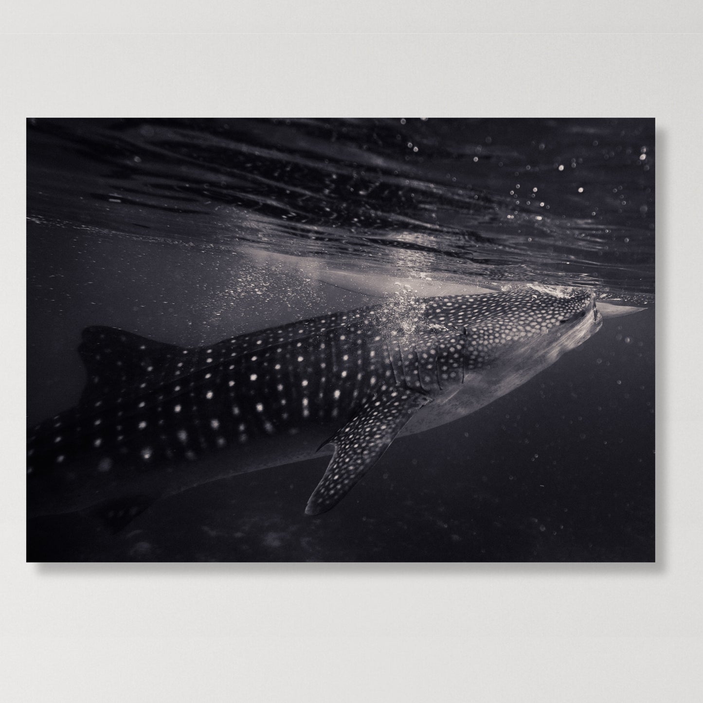 Whale Shark Wall Art Canvas Print