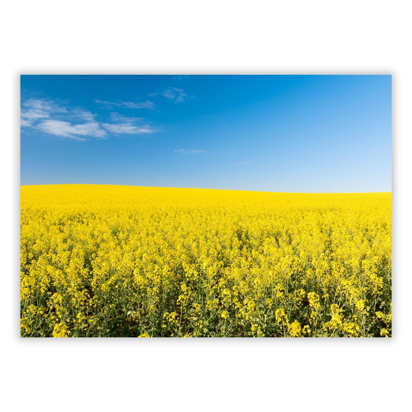 Golden Field Wall Art Canvas Print