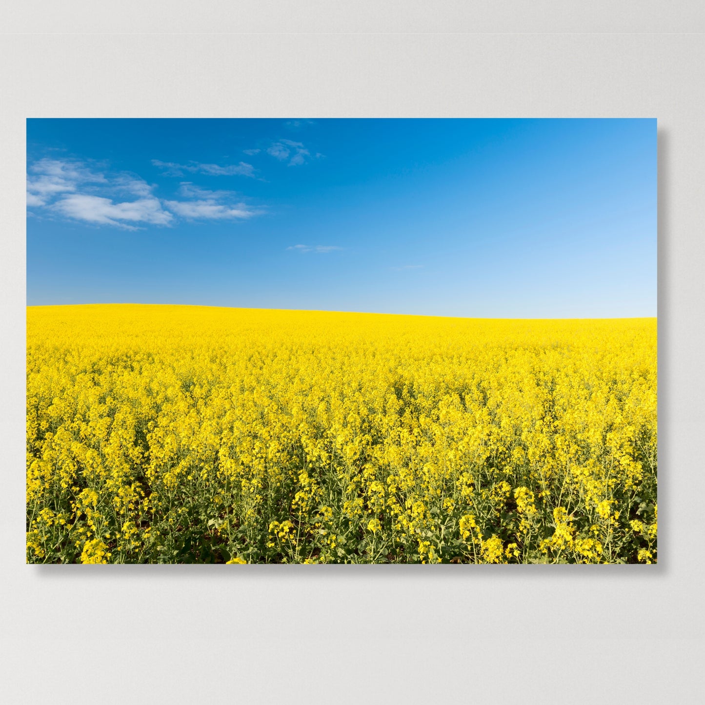 Golden Field Wall Art Canvas Print