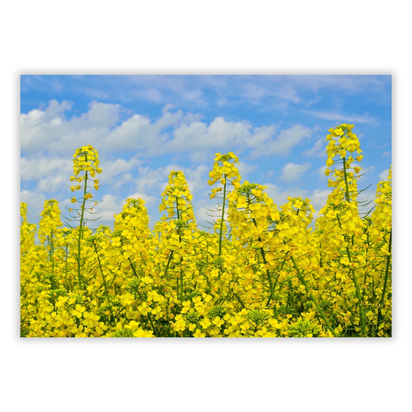 Yellow Wall Art Canvas Print
