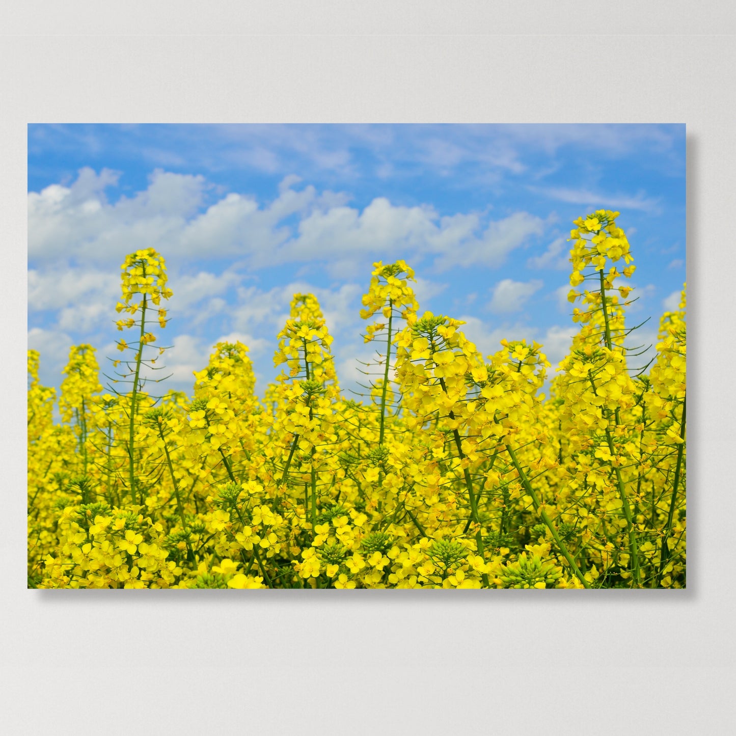 Yellow Wall Art Canvas Print