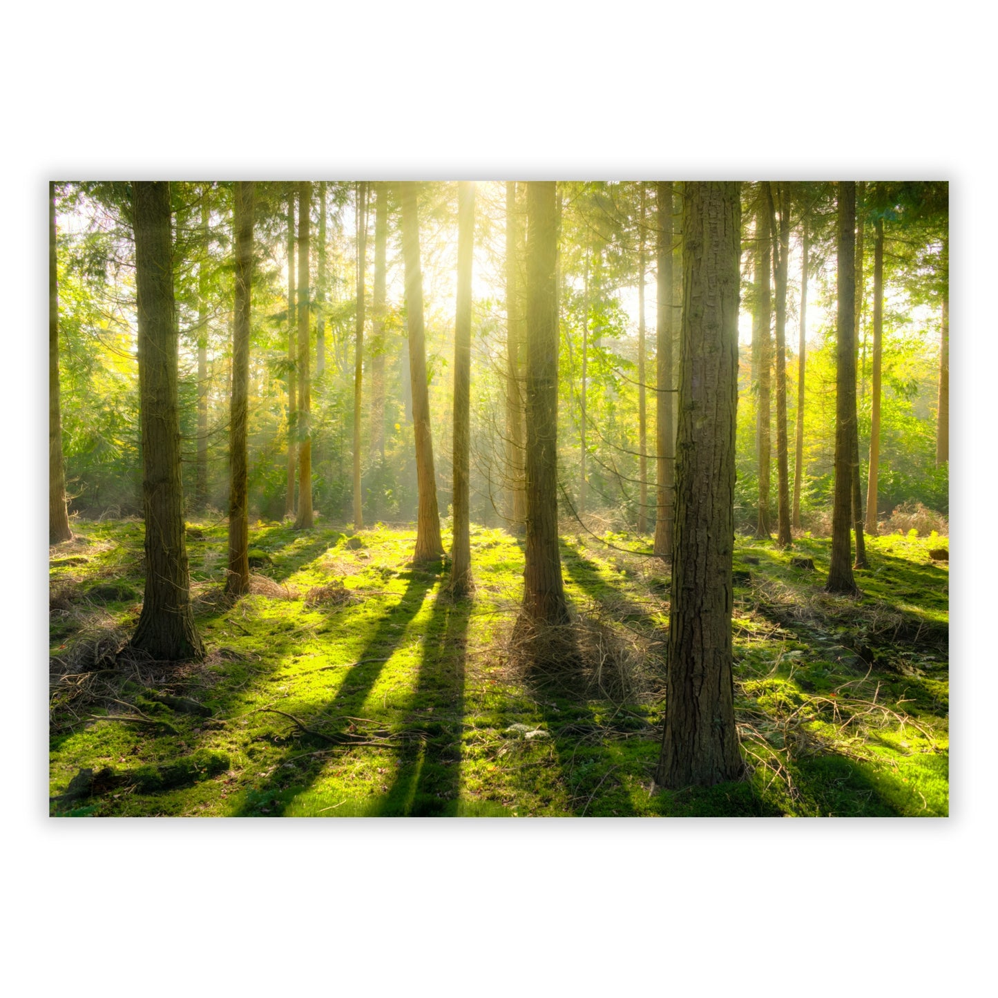 Forest Sunlight Wall Art Canvas Print