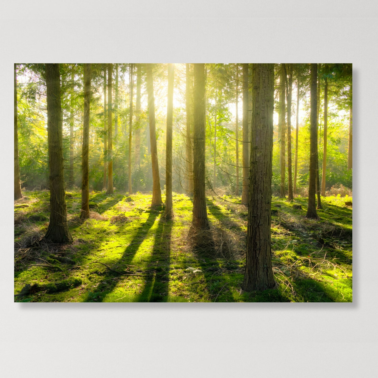 Forest Sunlight Wall Art Canvas Print