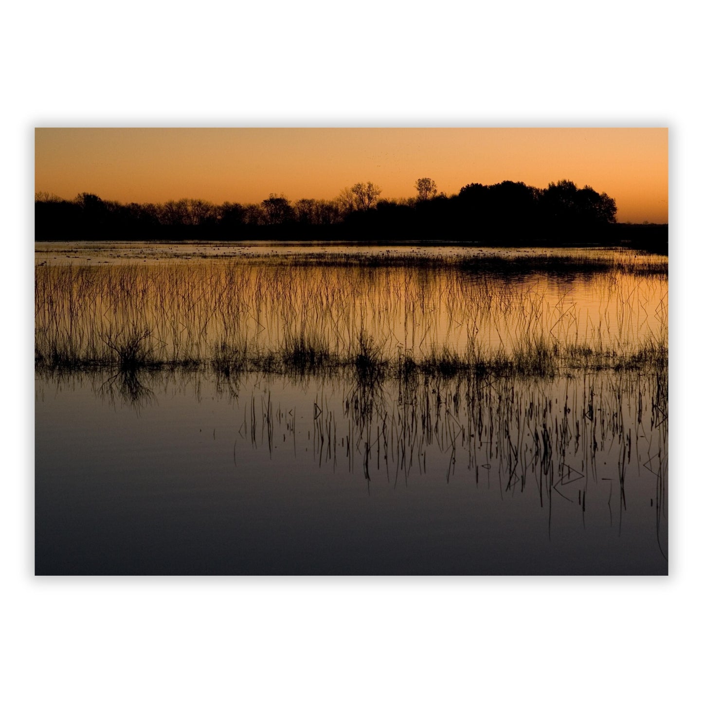 Mangroves Wall Art Canvas Print