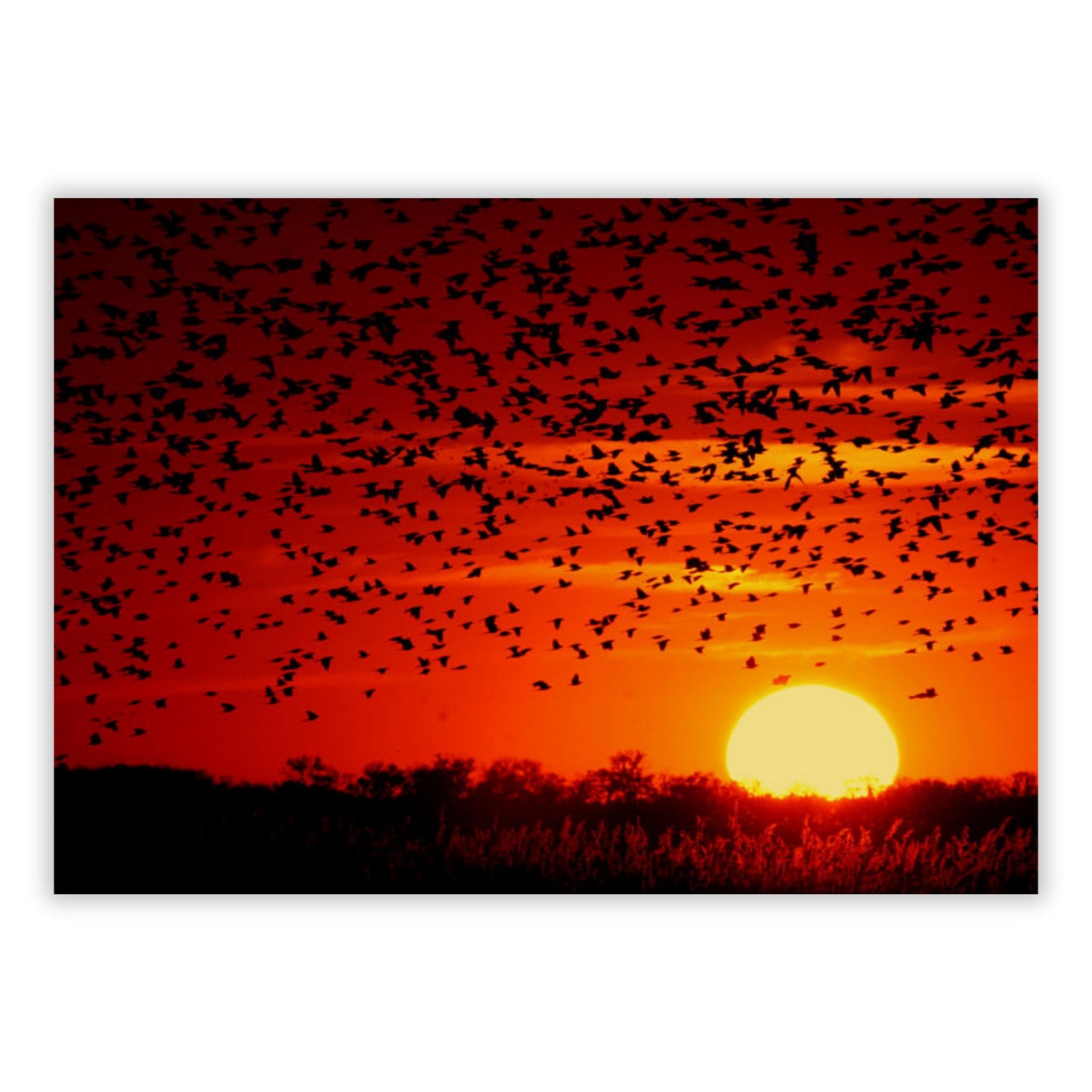 Sunset Flight Wall Art Canvas Print