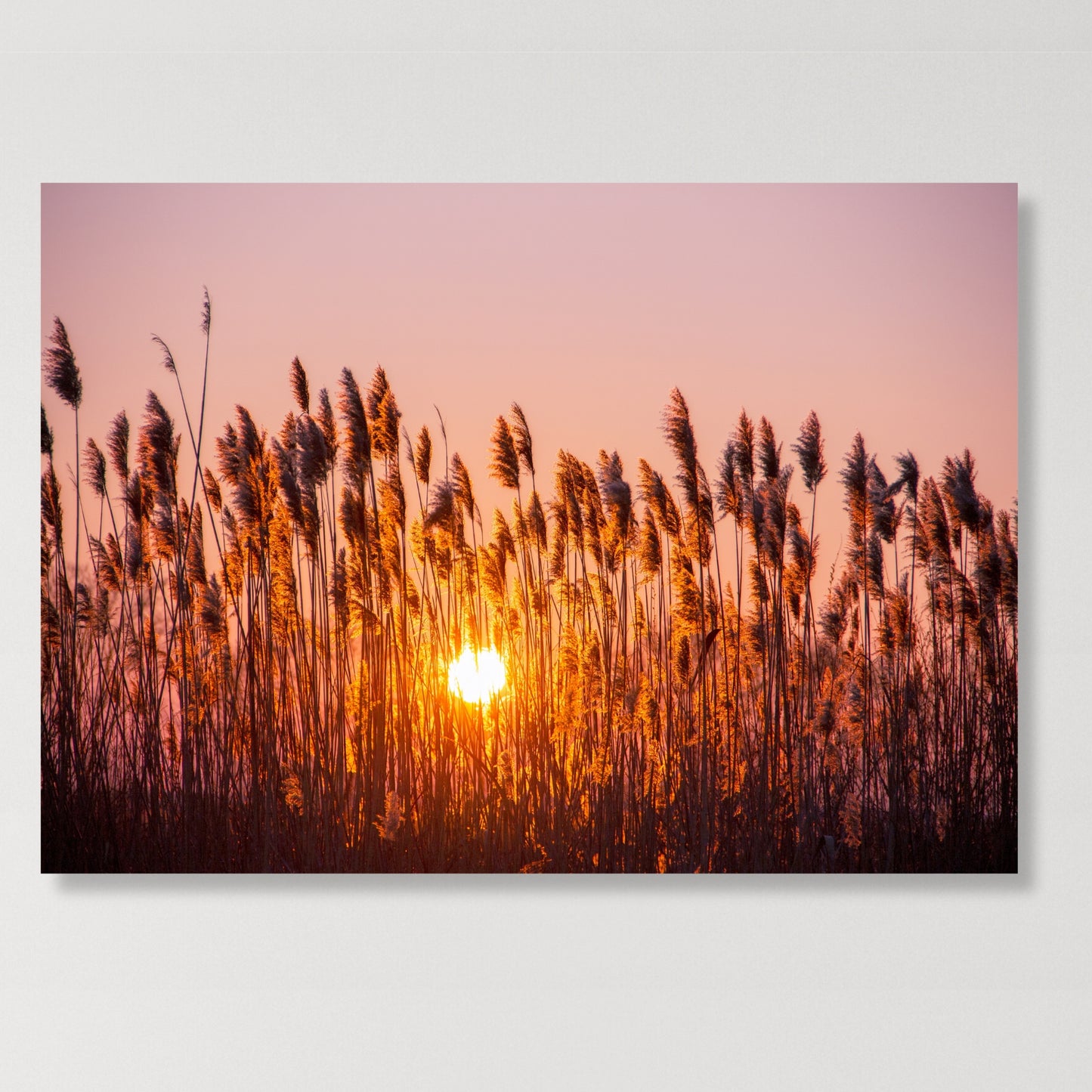 Fiery Field Wall Art Canvas Print