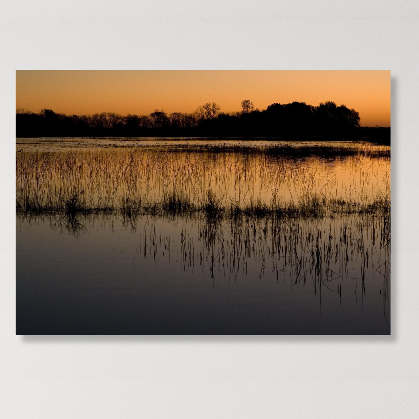 Mangroves Wall Art Canvas Print
