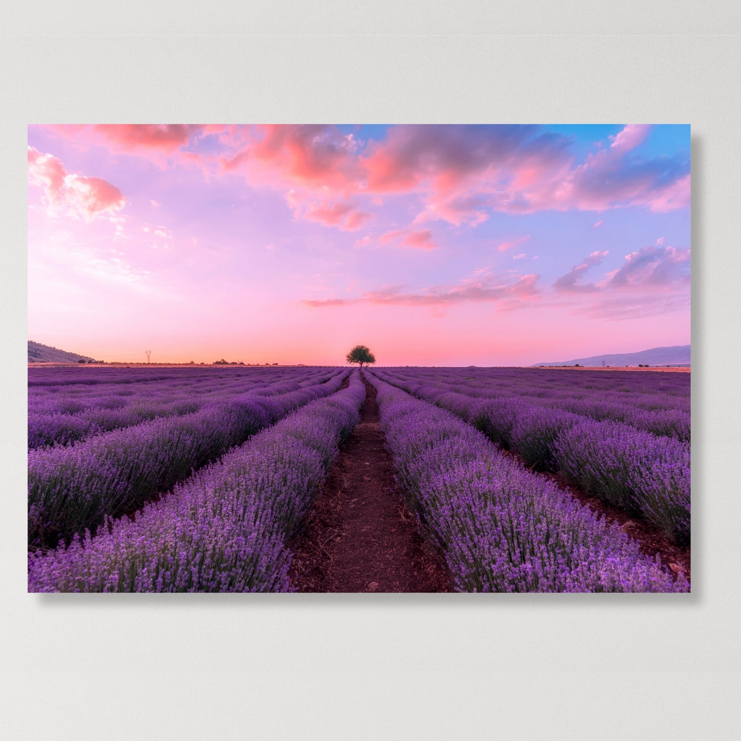 Lavender Fields Wall Art Canvas Print