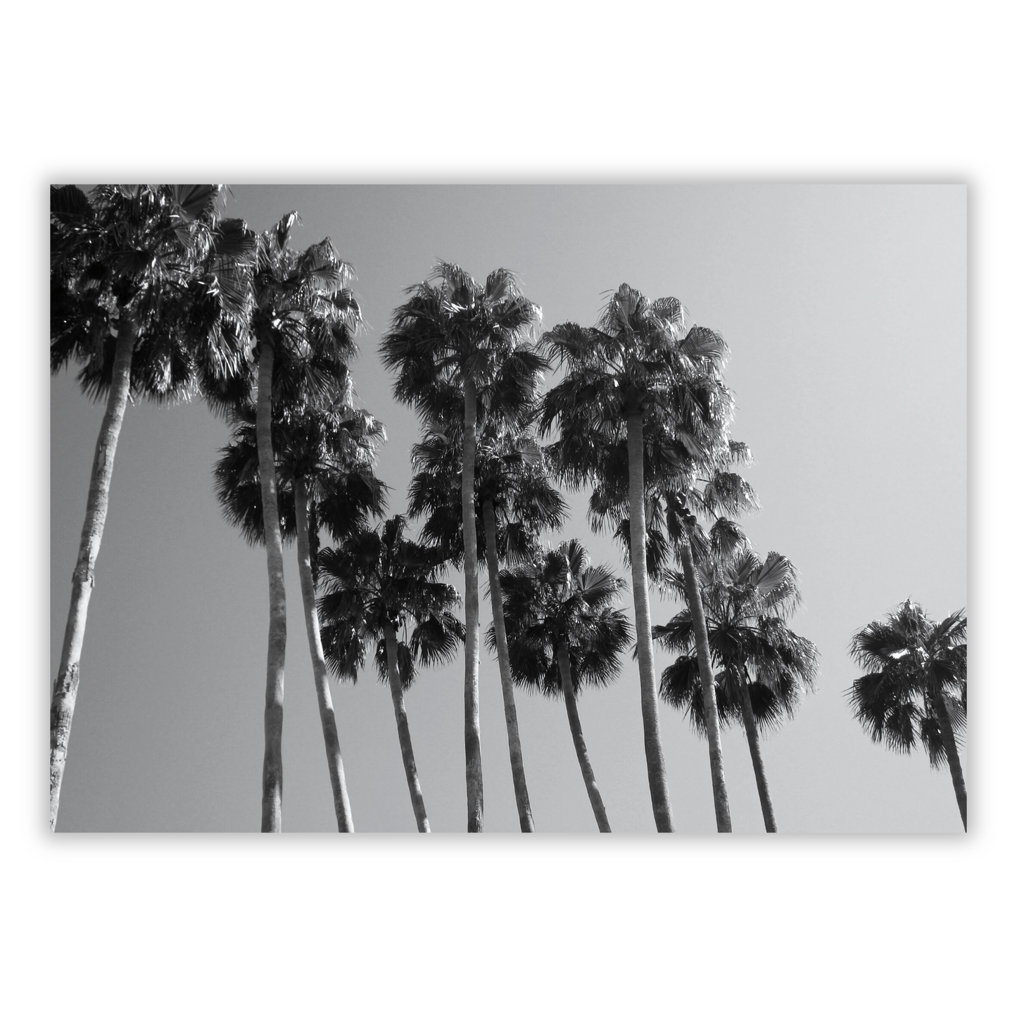 Palm Trees