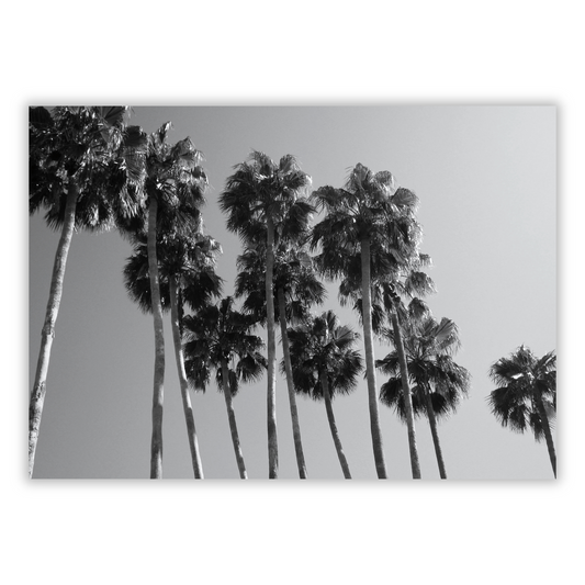 Palm Trees Wall Art Canvas Print