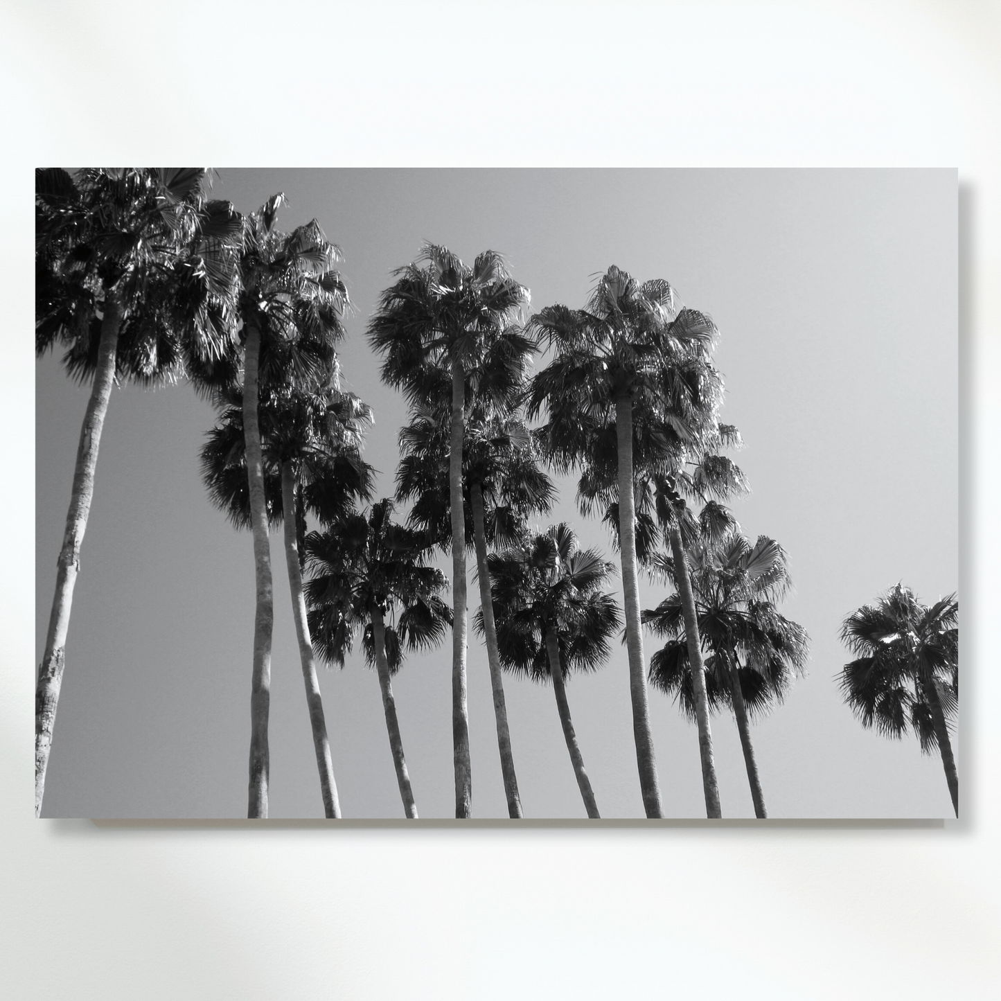 Palm Trees Wall Art Canvas Print