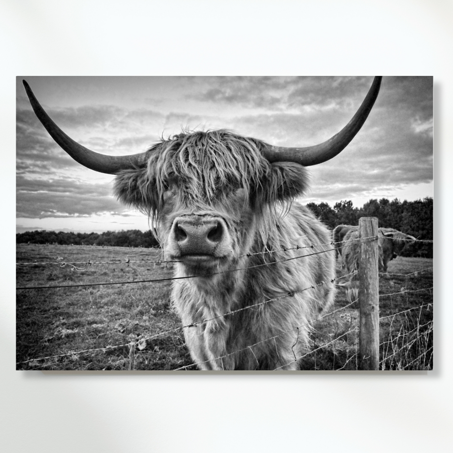 Scottish Highland Cow Animal Kingdom Wall Art Canvas Print