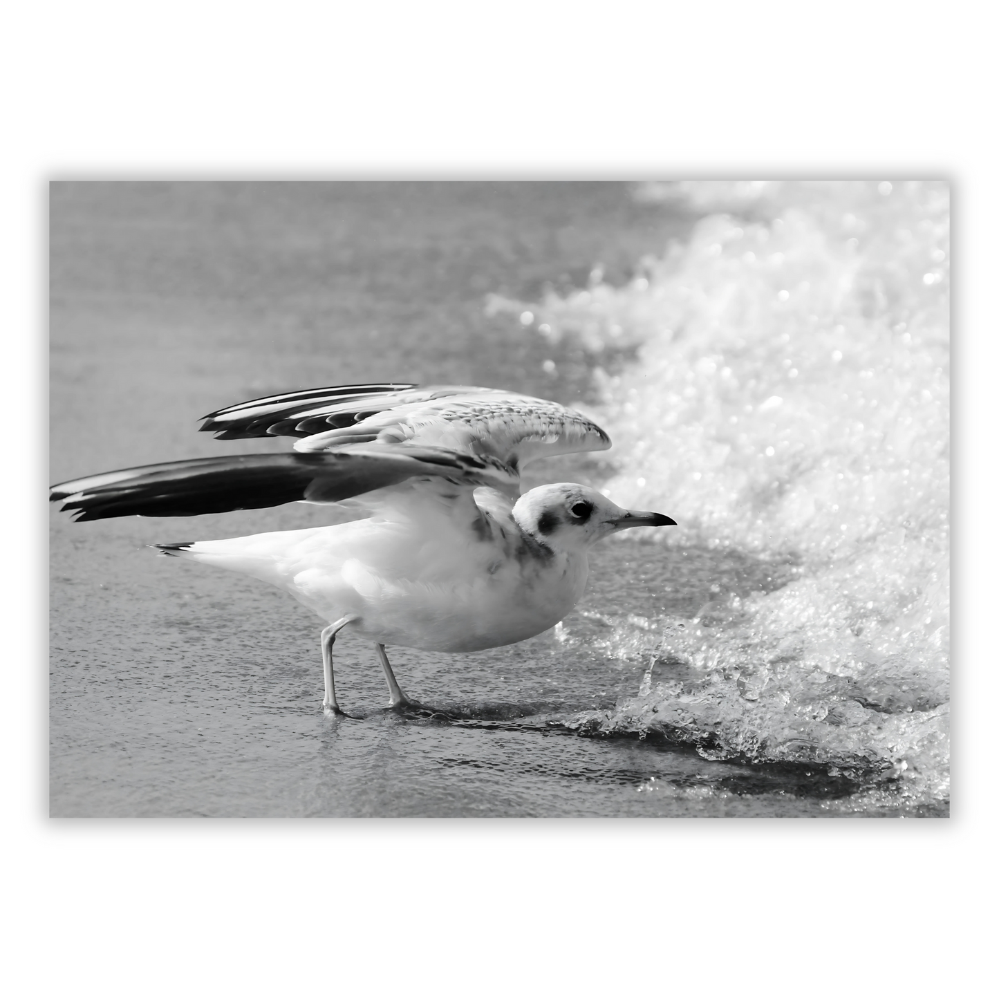 Seagull Wall Art Canvas Print