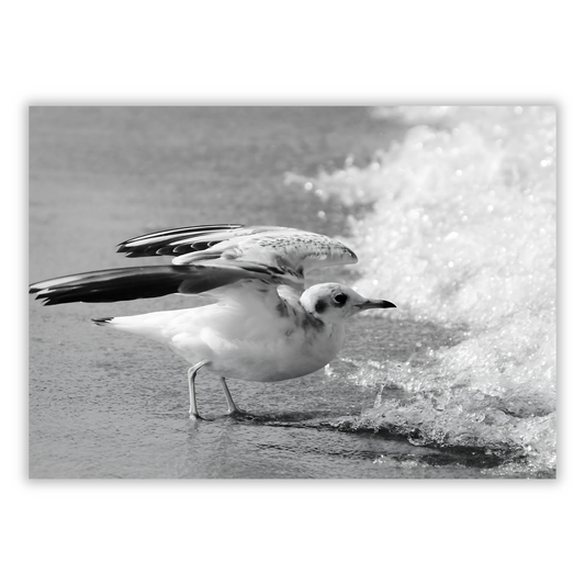 Seagull Wall Art Canvas Print