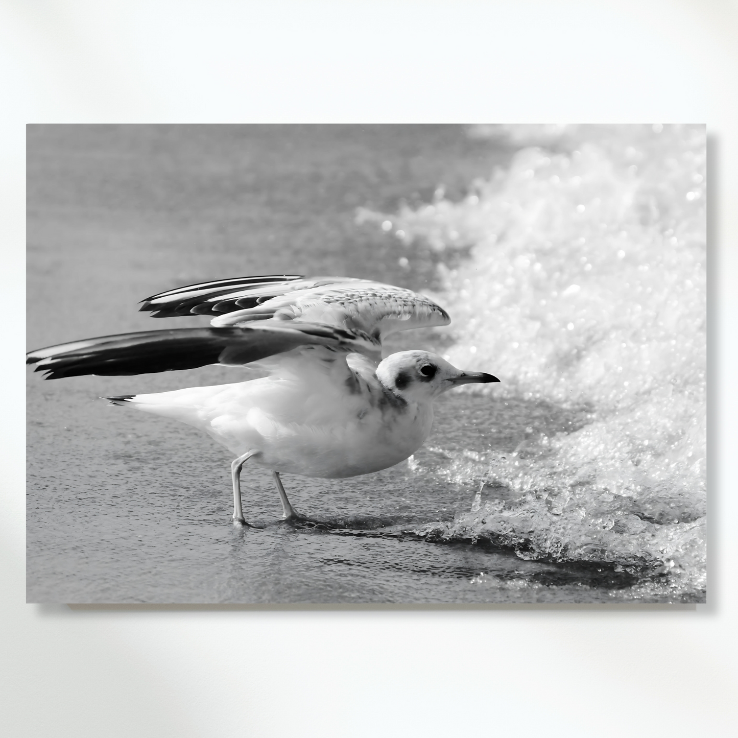 Seagull Wall Art Canvas Print