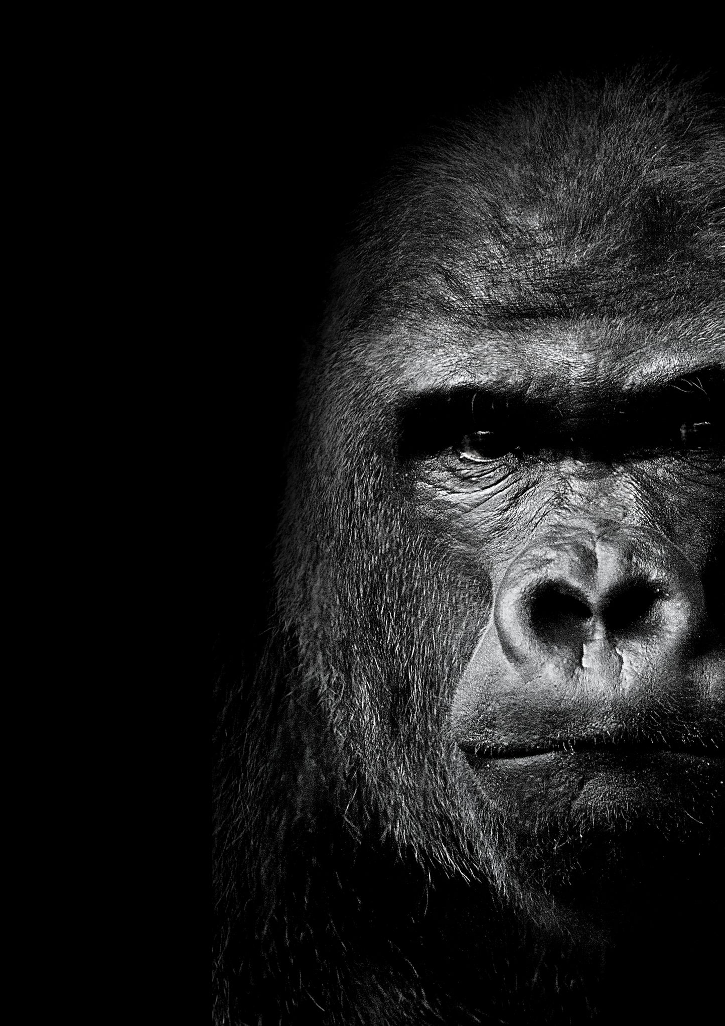 African Safari Gorilla Wall Art Canvas Print
