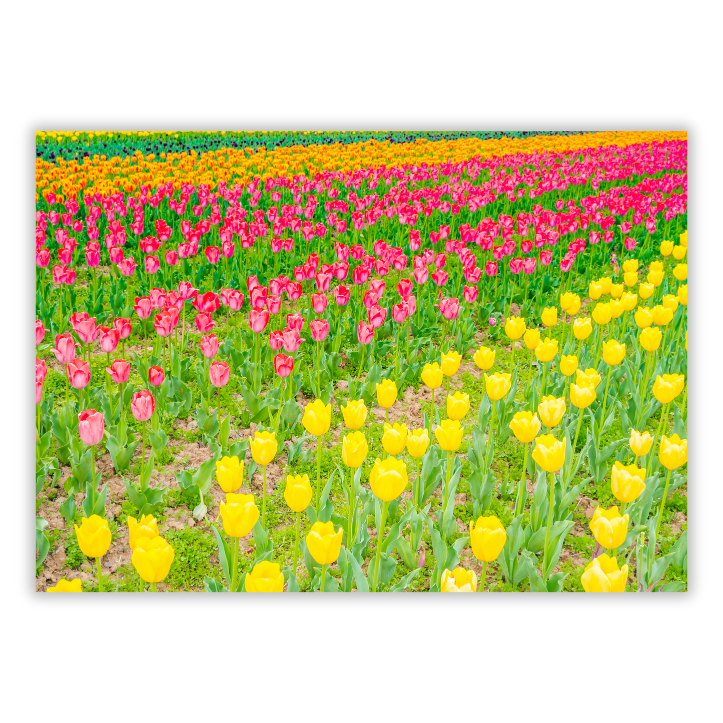 A Field Of Tulips Wall Art Canvas Print