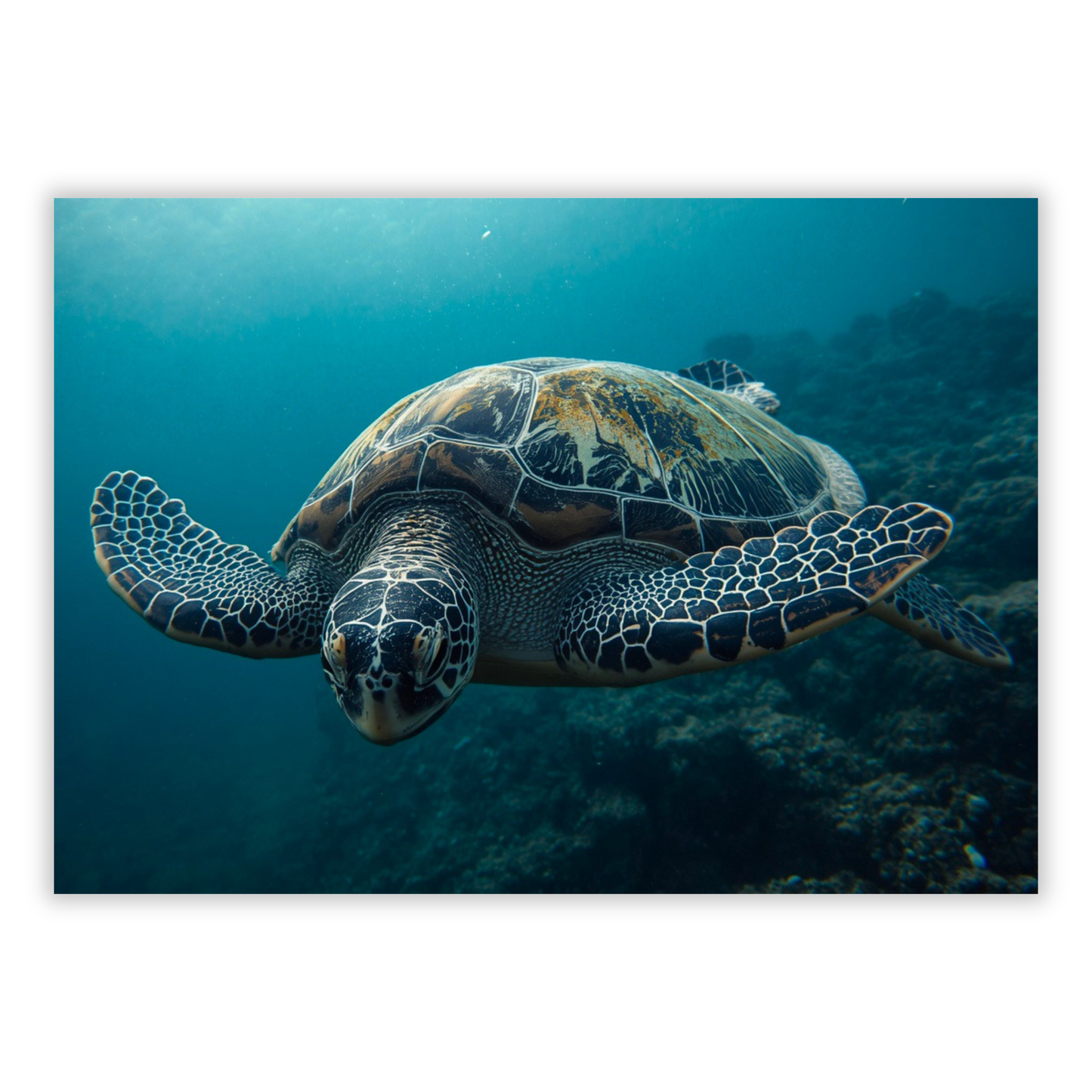 A Turtle's Journey Wall Art Canvas Print