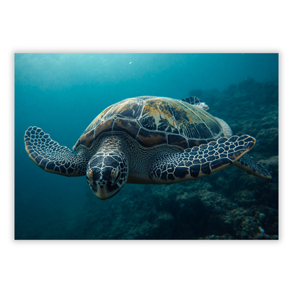 A Turtle's Journey Wall Art Canvas Print