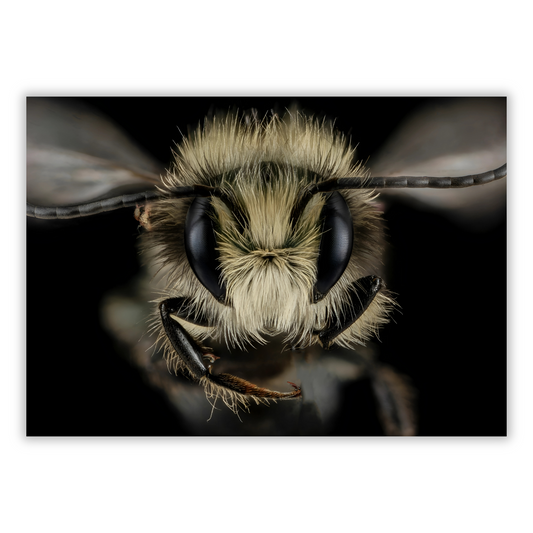 A Wasp's Stare