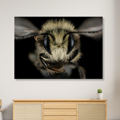 A Wasp's Stare