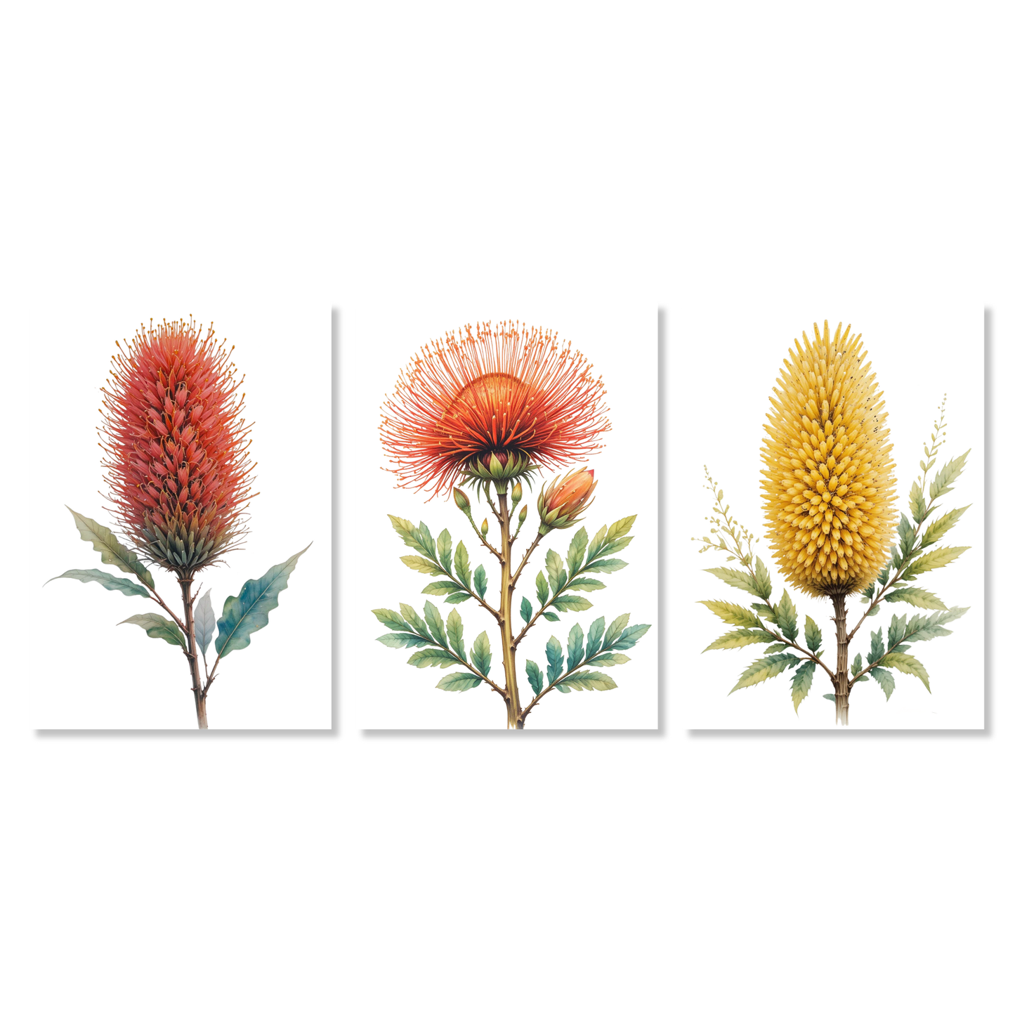 Australian Native Florals Set of 3 Wall Art Canvas Prints