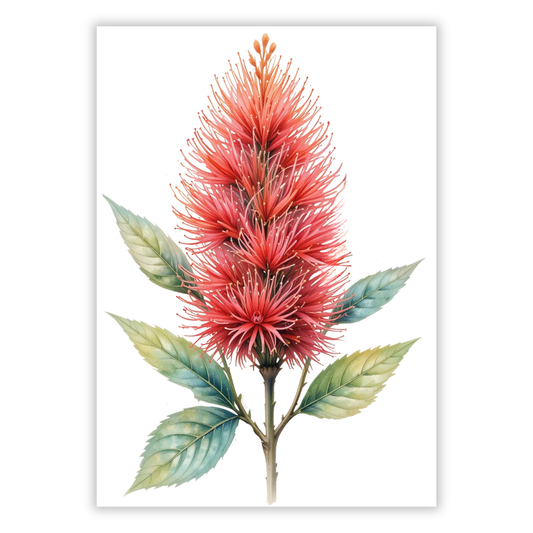 Bottlebrush Flower Wall Art Canvas Print