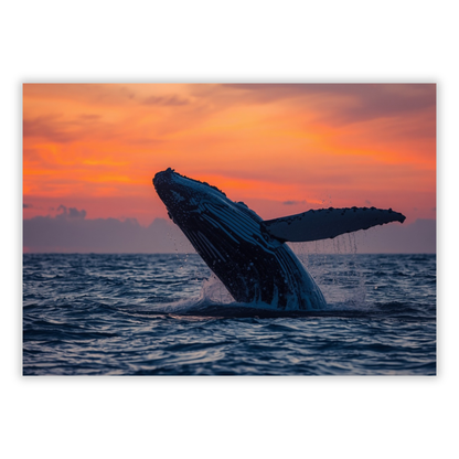 Breaching Humpback Whale Wall Art Canvas Print