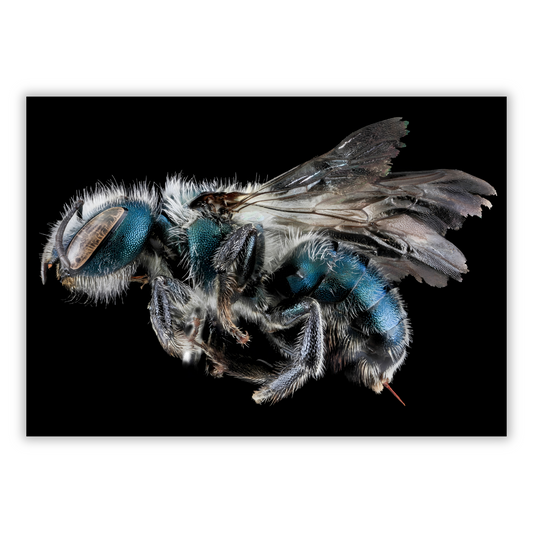 Cuckoo Wasp