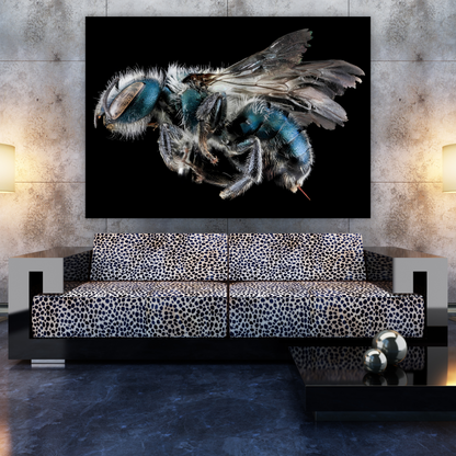 Cuckoo Wasp