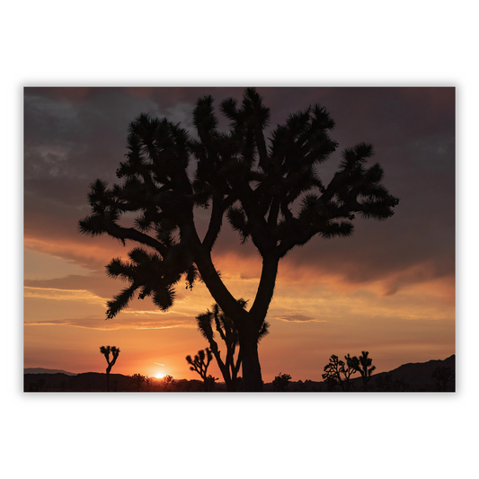 A Desert Sunset