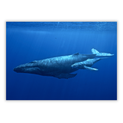 Humpback Whale & Calf Wall Art Canvas Print