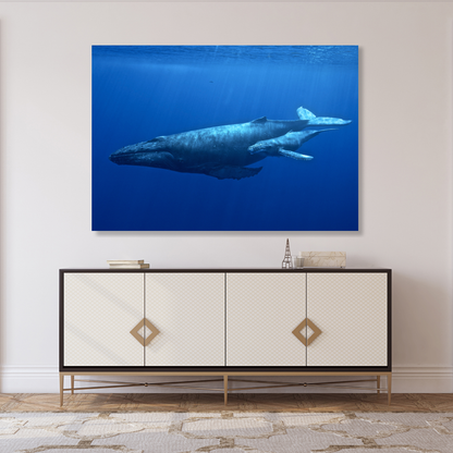 Humpback Whale & Calf Wall Art Canvas Print
