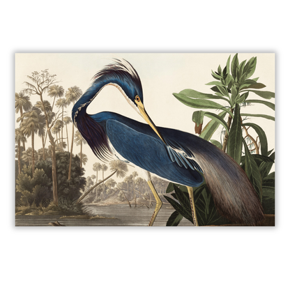 John James Audubon - Louisiana Heron Wall Art Canvas Print