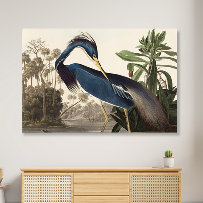 John James Audubon - Louisiana Heron Wall Art Canvas Print