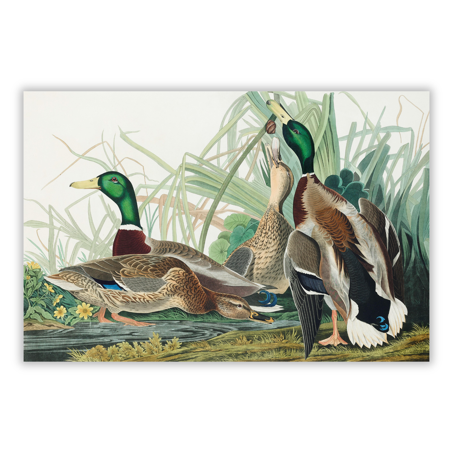 John James Audubon - Mallard Duck Wall Art Canvas Print