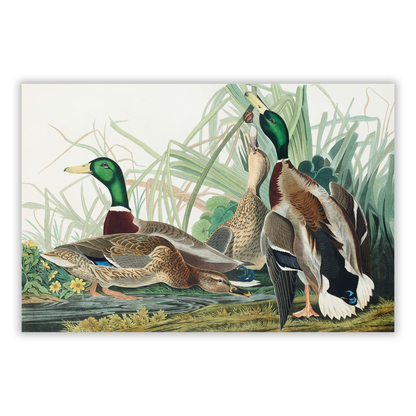 John James Audubon - Mallard Duck Wall Art Canvas Print