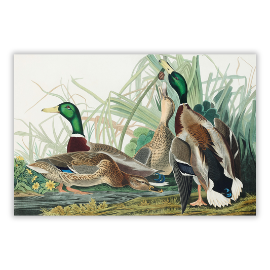 John James Audubon - Mallard Duck Wall Art Canvas Print