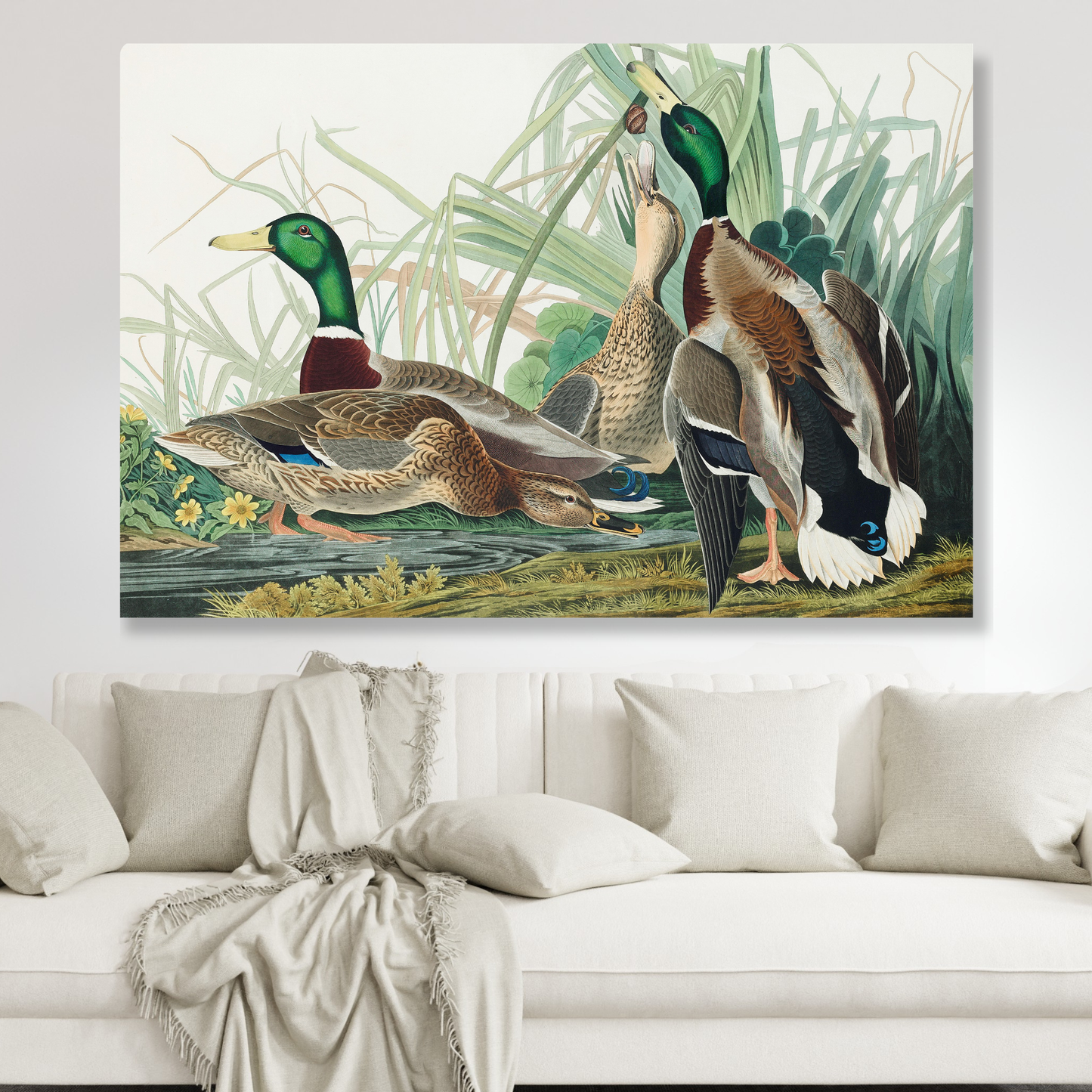 John James Audubon - Mallard Duck Wall Art Canvas Print