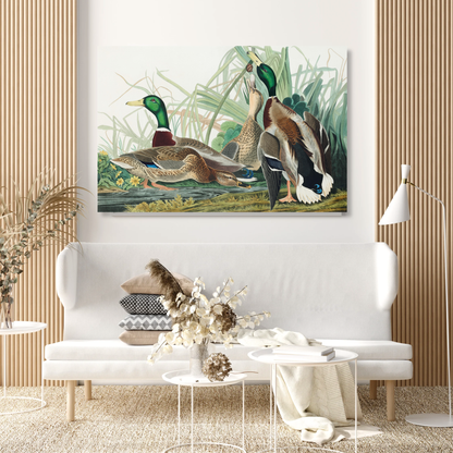John James Audubon - Mallard Duck Wall Art Canvas Print