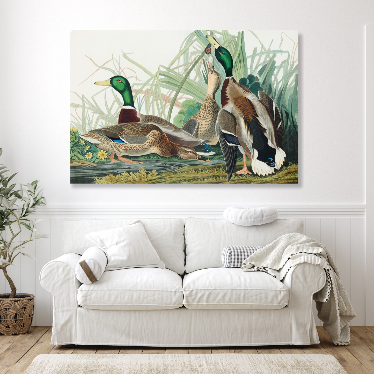 John James Audubon - Mallard Duck Wall Art Canvas Print