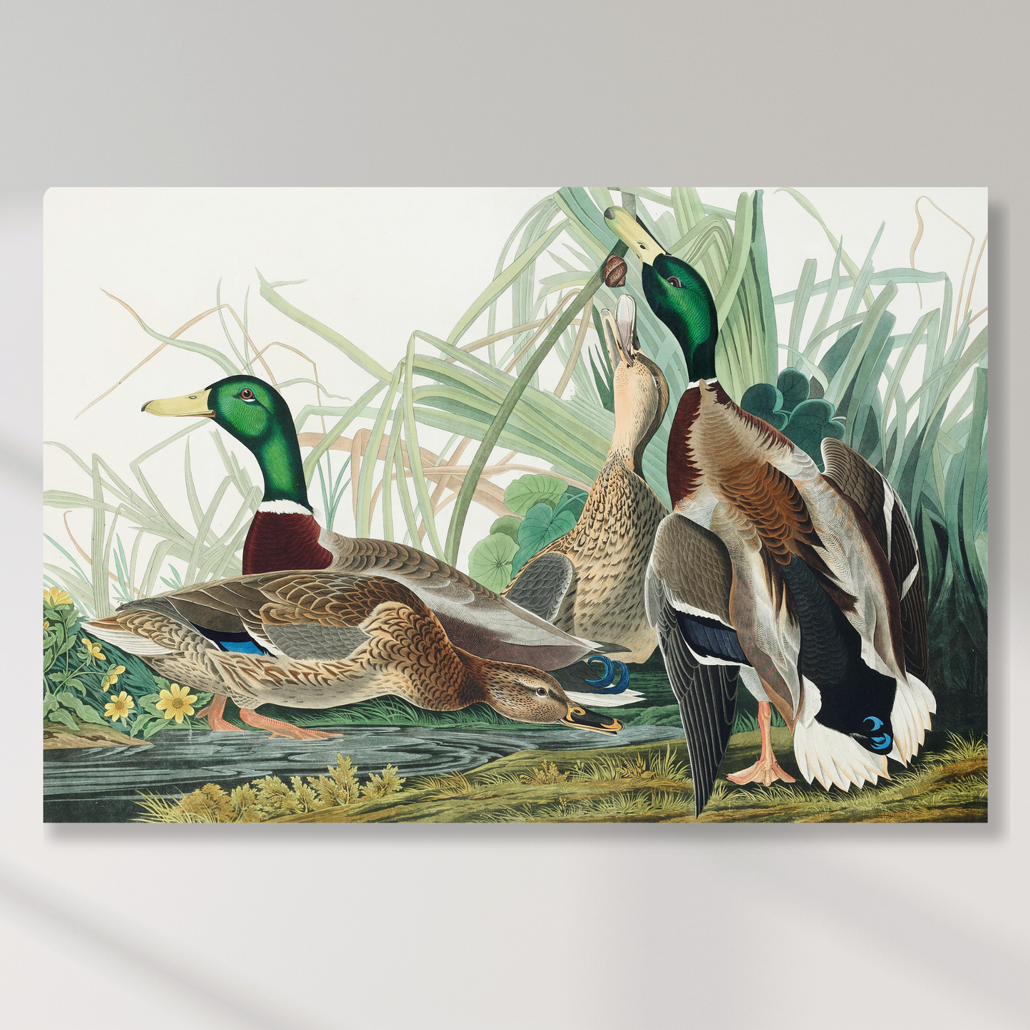 John James Audubon - Mallard Duck Wall Art Canvas Print