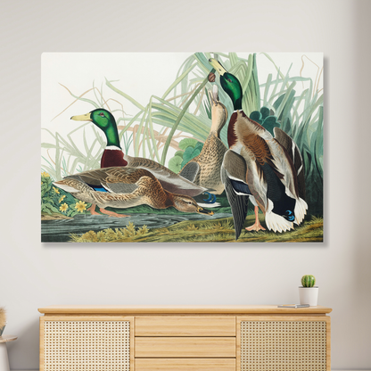 John James Audubon - Mallard Duck Wall Art Canvas Print