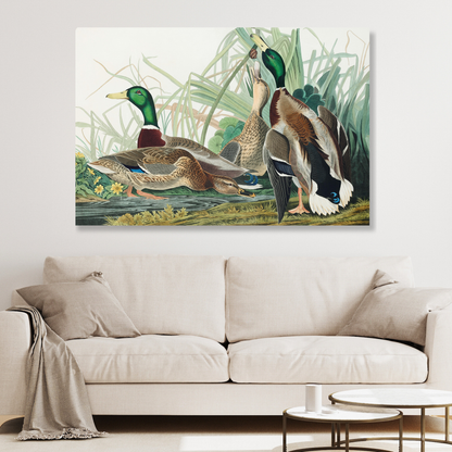 John James Audubon - Mallard Duck Wall Art Canvas Print