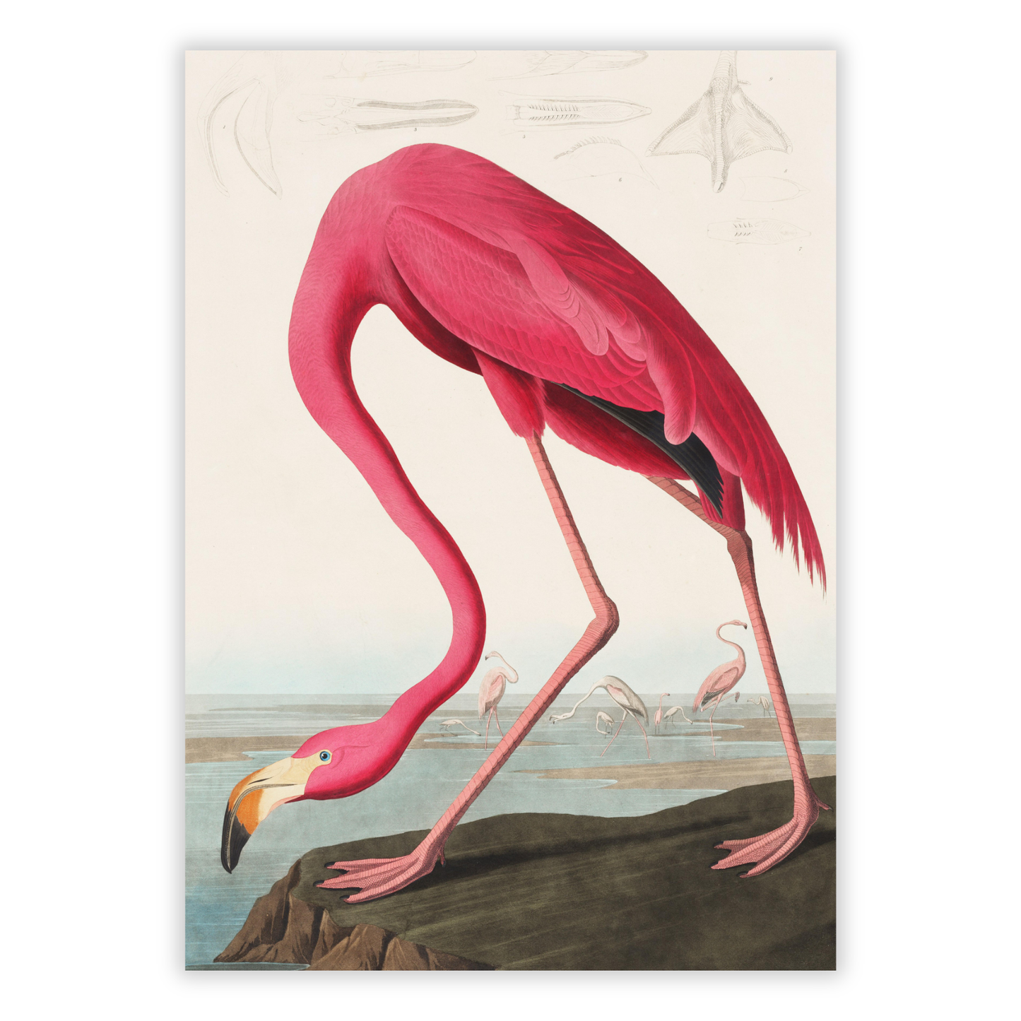 John James Audubon - Pink Flamingo from Birds of America Wall Art Canvas Print