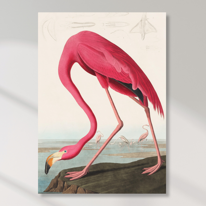 John James Audubon - Pink Flamingo from Birds of America Wall Art Canvas Print