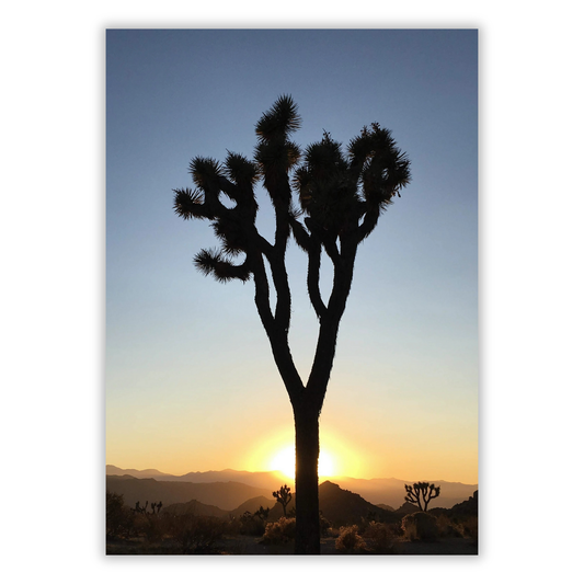 Joshua Tree Dusk