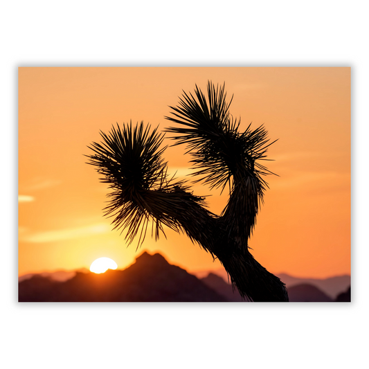 Joshua Tree Sunrise