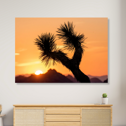 Joshua Tree Sunrise