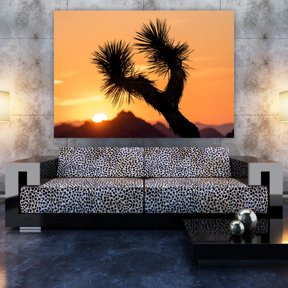 Joshua Tree Sunrise